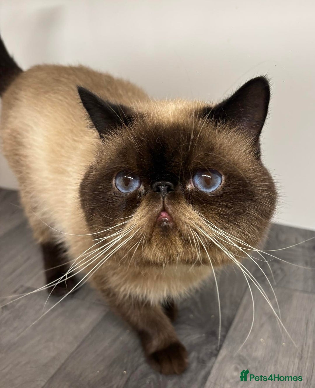 Exotic cats for stud: MALE EXOTIC STUD ( STUD ONLY ) - Image 1