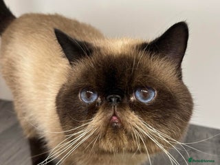 Exotic cats - Advert 6