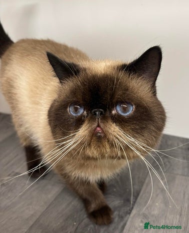 Exotic cats MALE EXOTIC STUD ( STUD ONLY ) - Advert 3