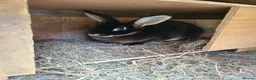 Rex rabbits for sale: Black Rex otter in Bishop Auckland - Advert 1