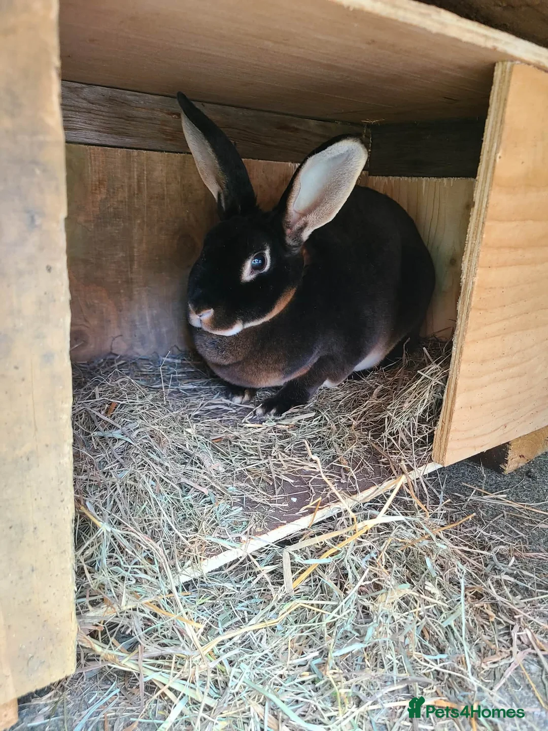 Rex rabbits for sale: Black Rex otter in Bishop Auckland - Advert 1