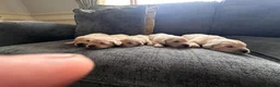 Golden Retriever dogs for sale: Golden retreivers  - Advert 8