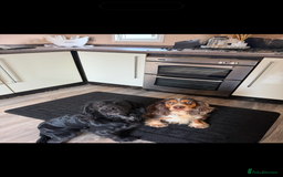 Cocker Spaniel dogs for sale: F1 , 3 pups left  - Image 11