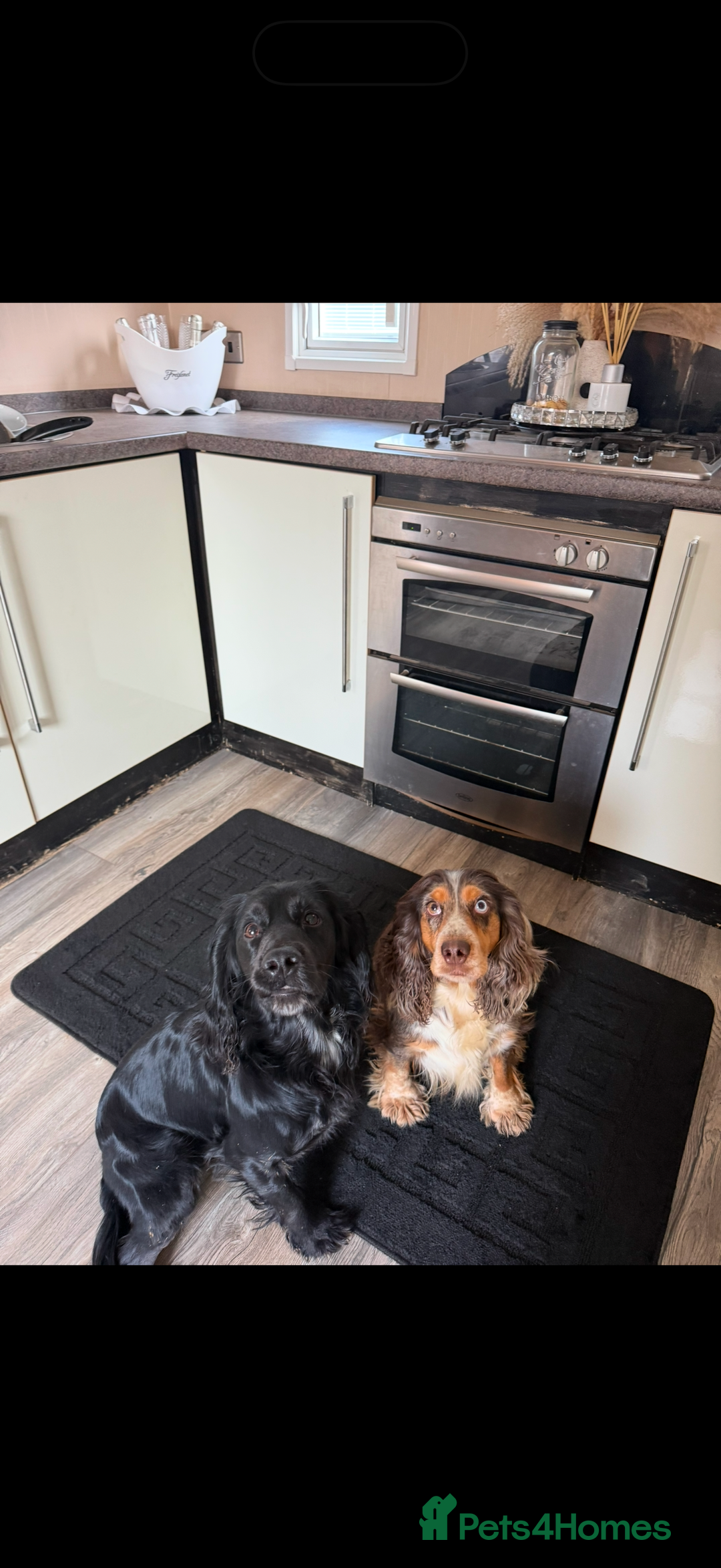Cocker Spaniel dogs for sale: F1 , 3 pups left  - Image 11