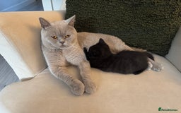 British Shorthair cats for sale: Black British Shorthair  - Image 11