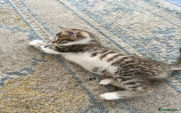 Bengal cats for sale: 7 Bengal x Tabby Kittens for Sale.  - Image 27