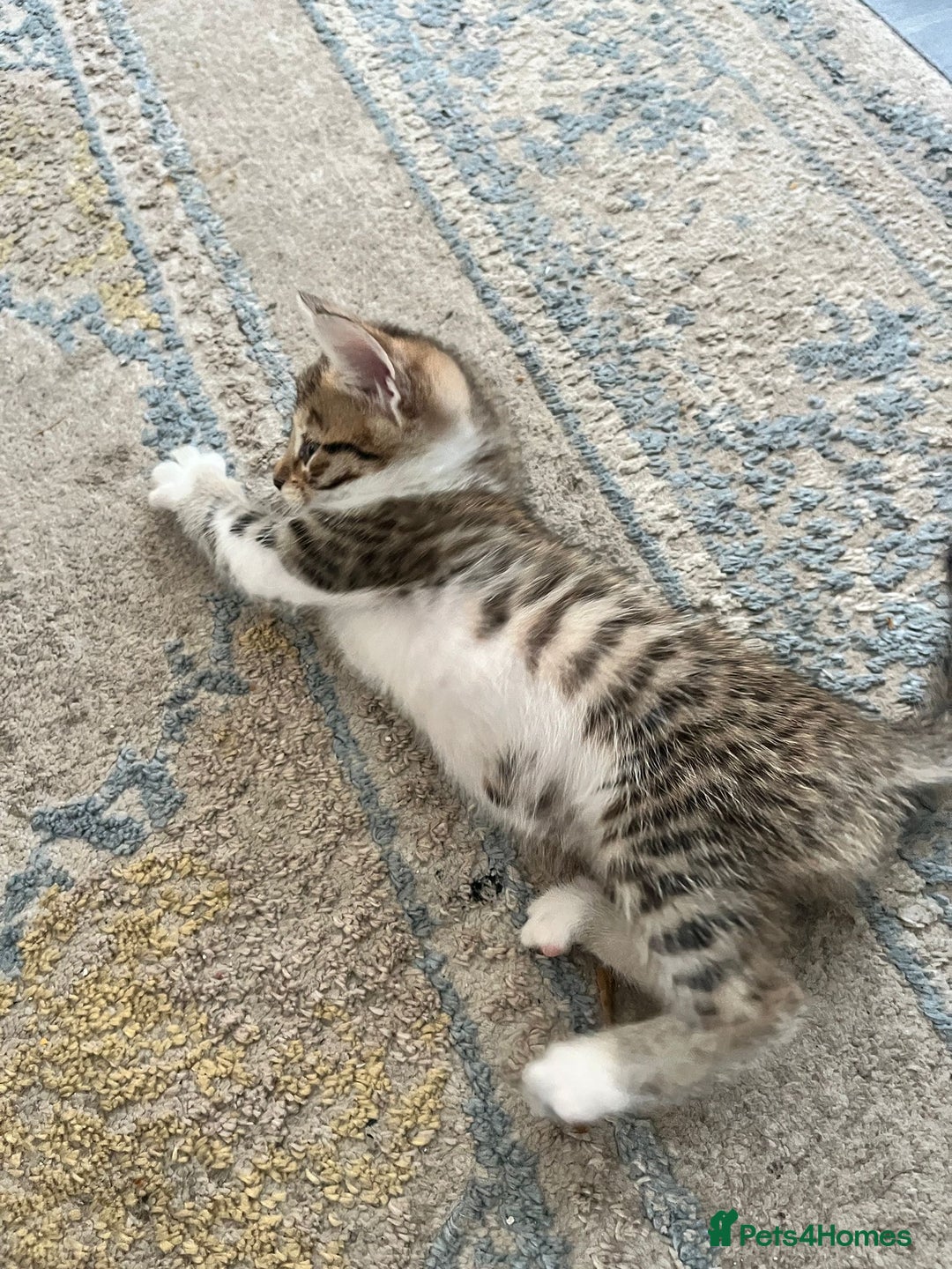 Bengal cats for sale: 7 Bengal x Tabby Kittens for Sale.  - Image 27
