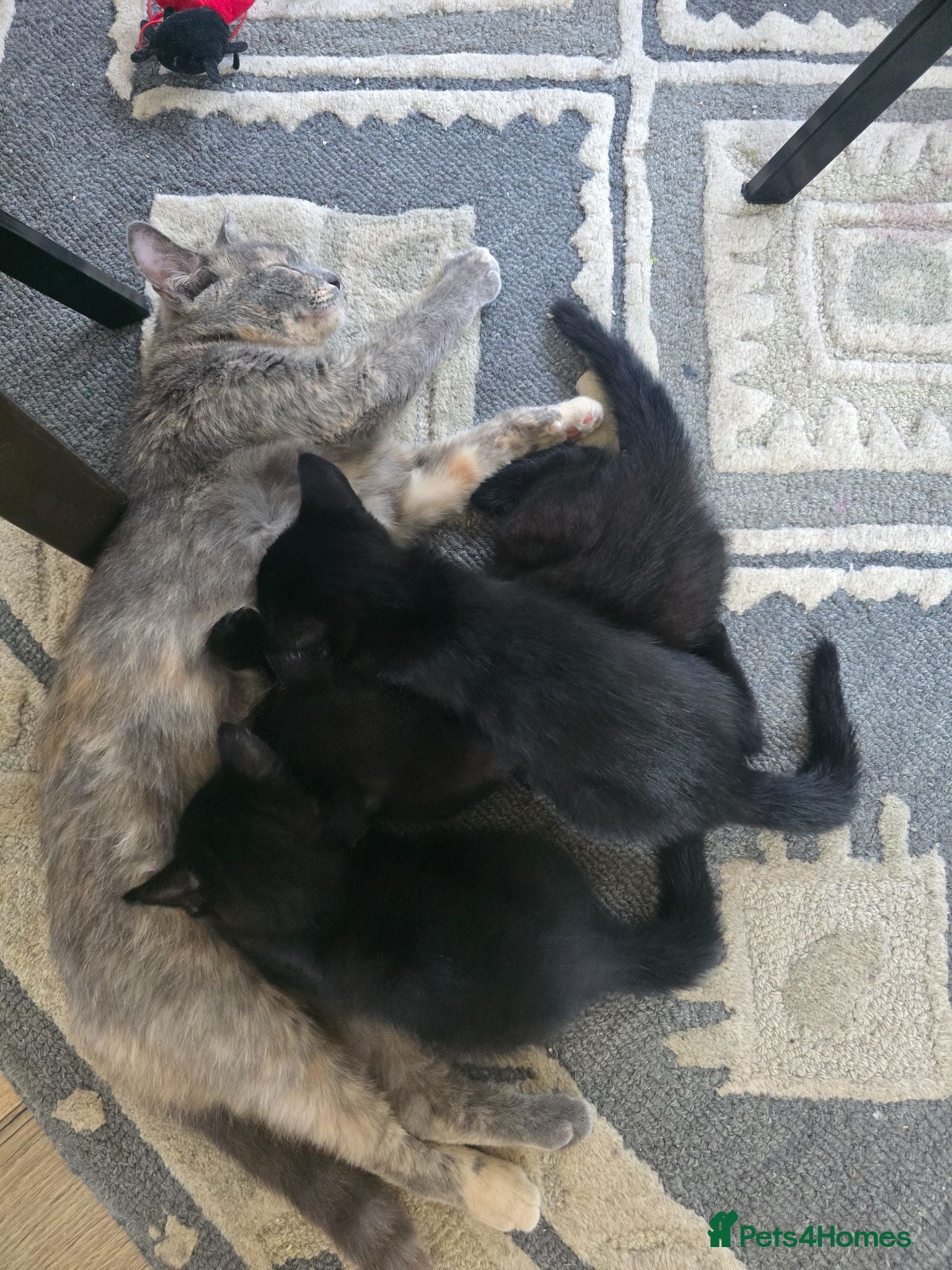 Mixed Breed cats 3 Beautiful Black Kittens Ready Now - Advert 12