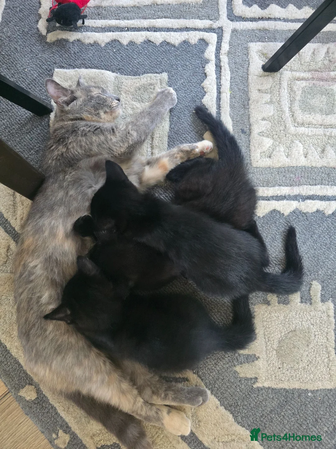 Mixed Breed cats for sale: 3 Beautiful Black Kittens Ready Now - Advert 1
