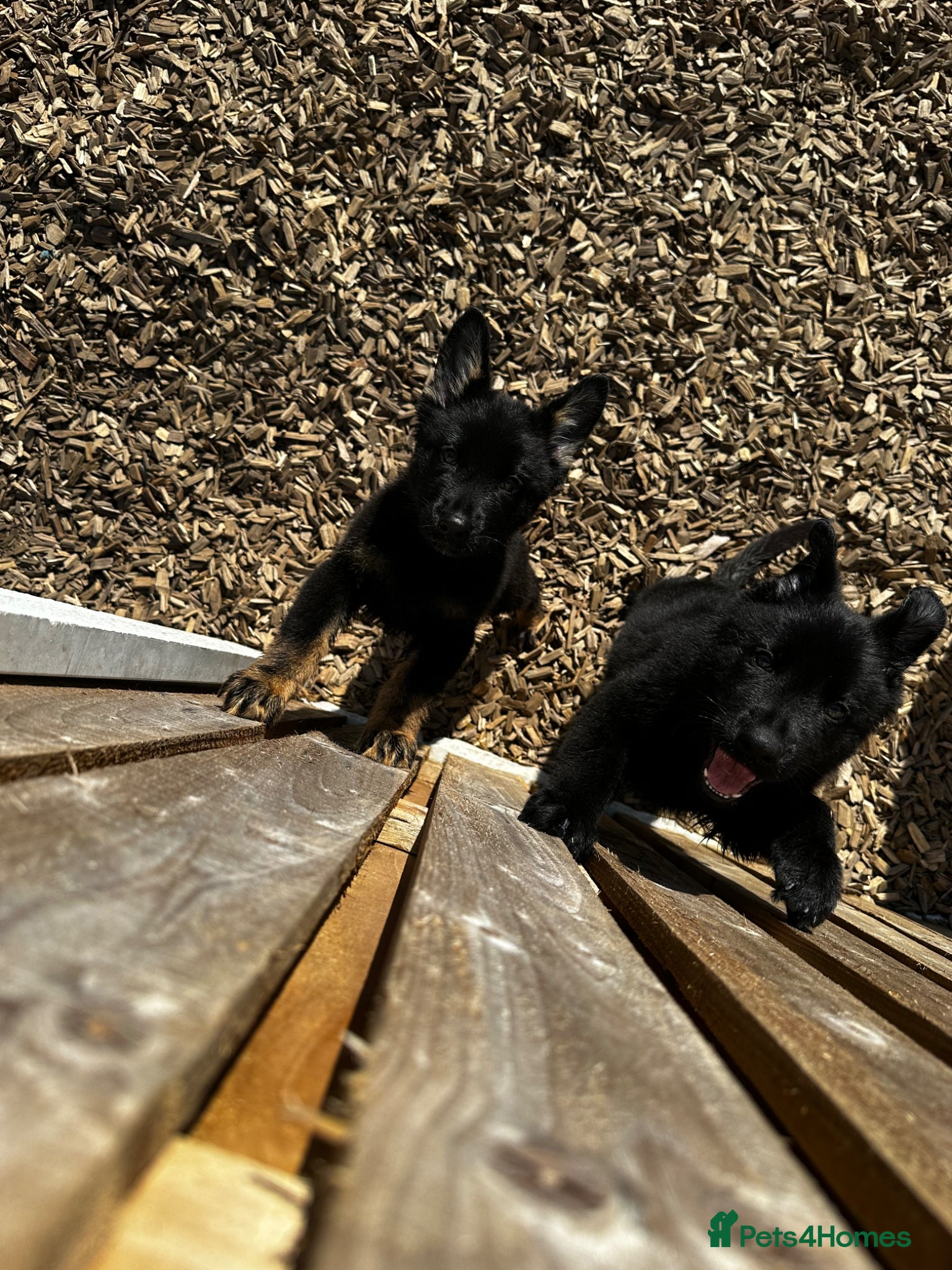 German Shepherd dogs Short haired German shepherd pups - Advert 11