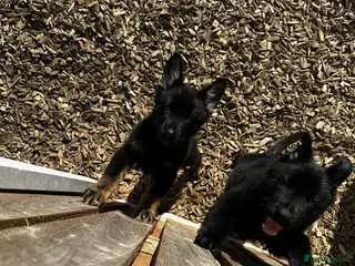 German Shepherd dogs Short haired German shepherd pups - Advert 11