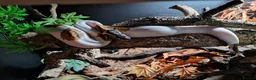 Python Snake reptiles for sale: Gorgeous Pied Male Royal Python with full set up - Advert 6