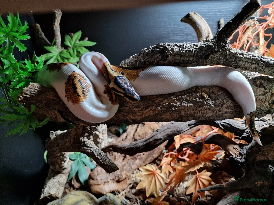 Python Snake reptiles for sale: Gorgeous Pied Male Royal Python with full set up - Advert 6