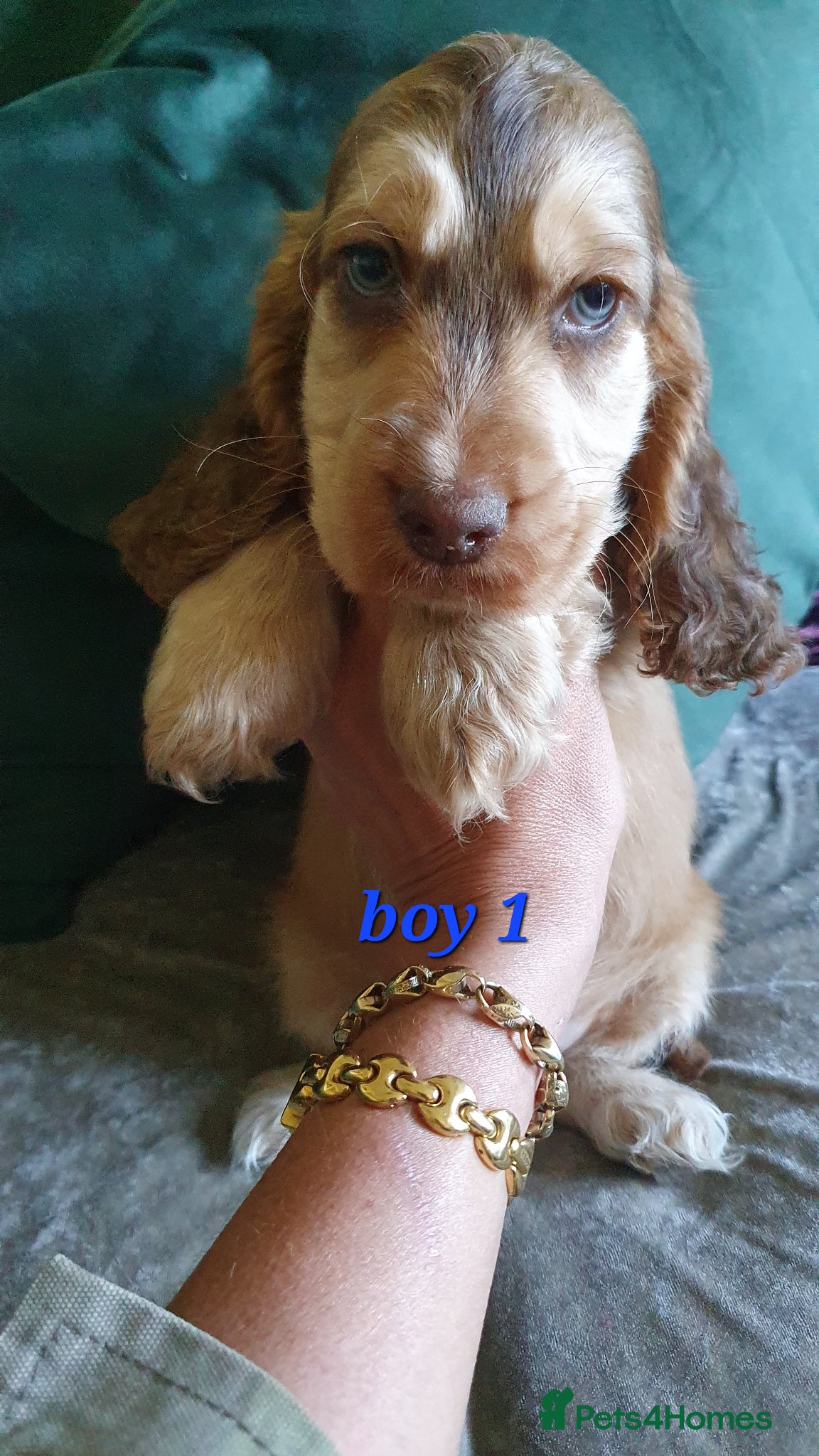 Cocker Spaniel dogs Ready to leave NOW 2 boys left  - Advert 1
