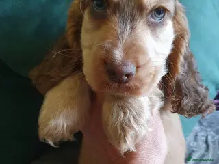 Cocker Spaniel dogs Ready to leave NOW 2 boys left - Advert 1