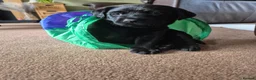 Labrador Retriever dogs for sale: KC Registered Labrador Puppies - Advert 7