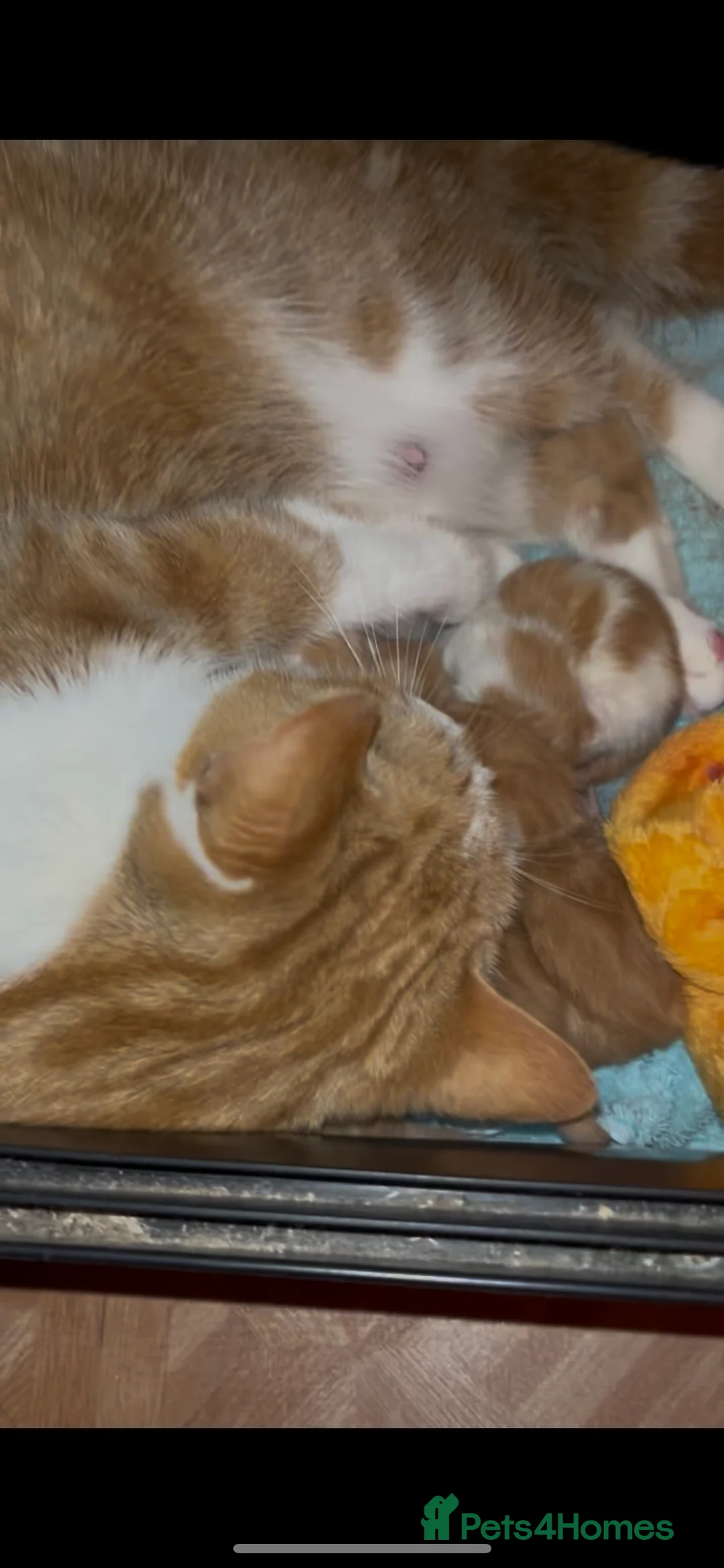 Mixed Breed cats for sale: Beautiful ginger kittens  - Advert 14