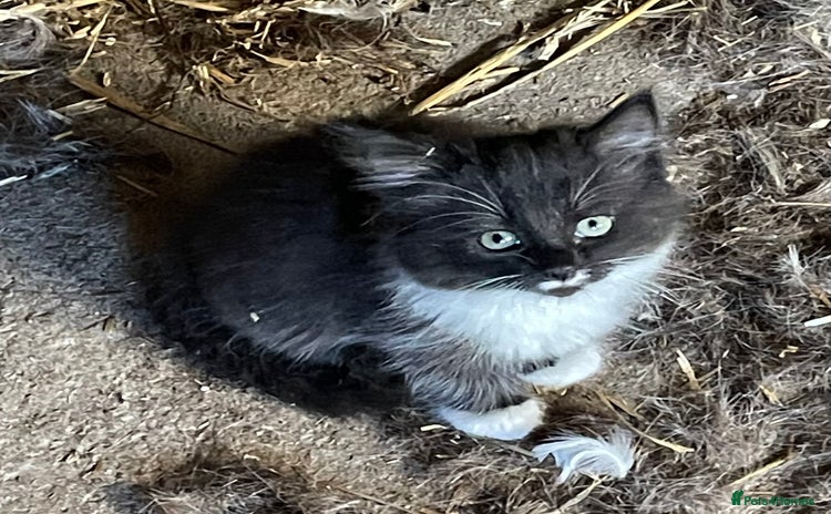 Mixed Breed cats - Advert 14