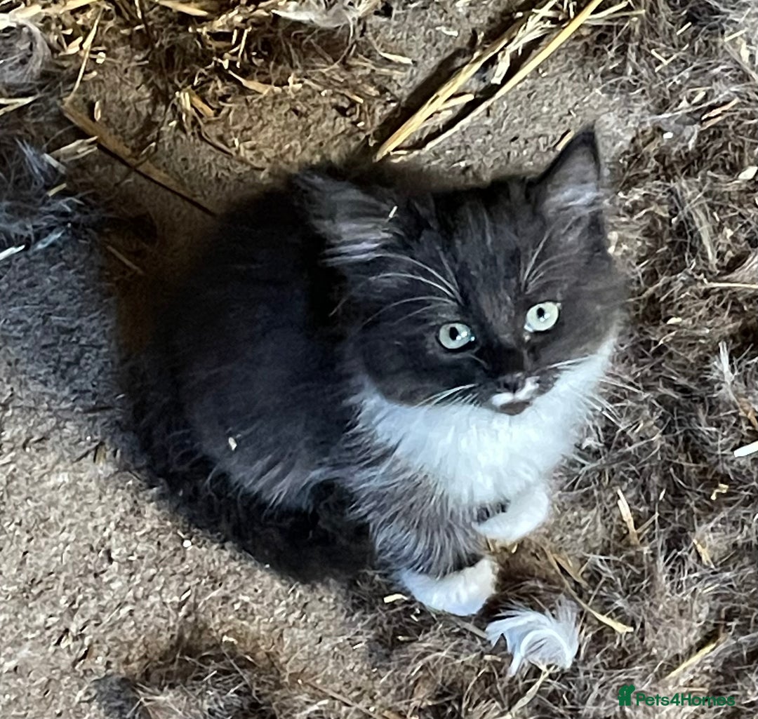 Mixed Breed cats for sale: 1 lovely girl kitten looking for forever home  - Image 1