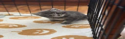 Mixed Breed cats for sale: British Short & Grey Tabby kittens - Advert 9