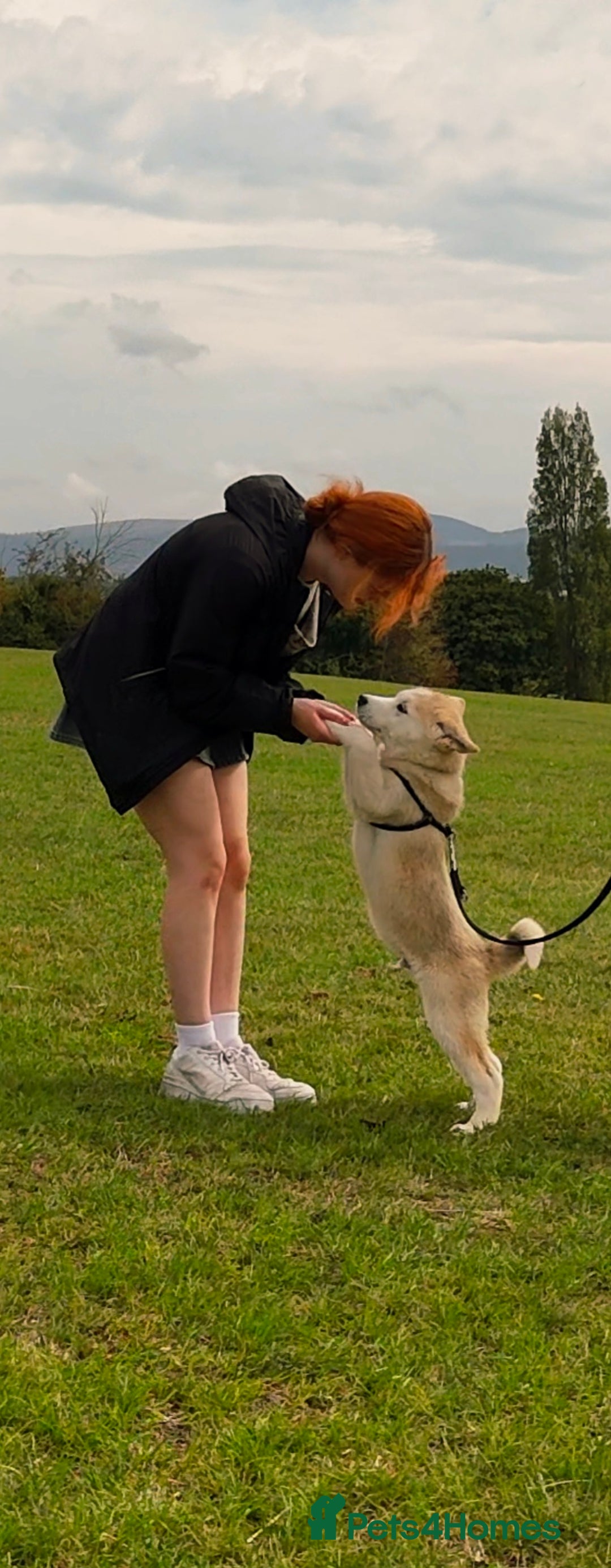Mixed Breed dogs for sale: Beautiful Malamute x akita puppies  - Image 15