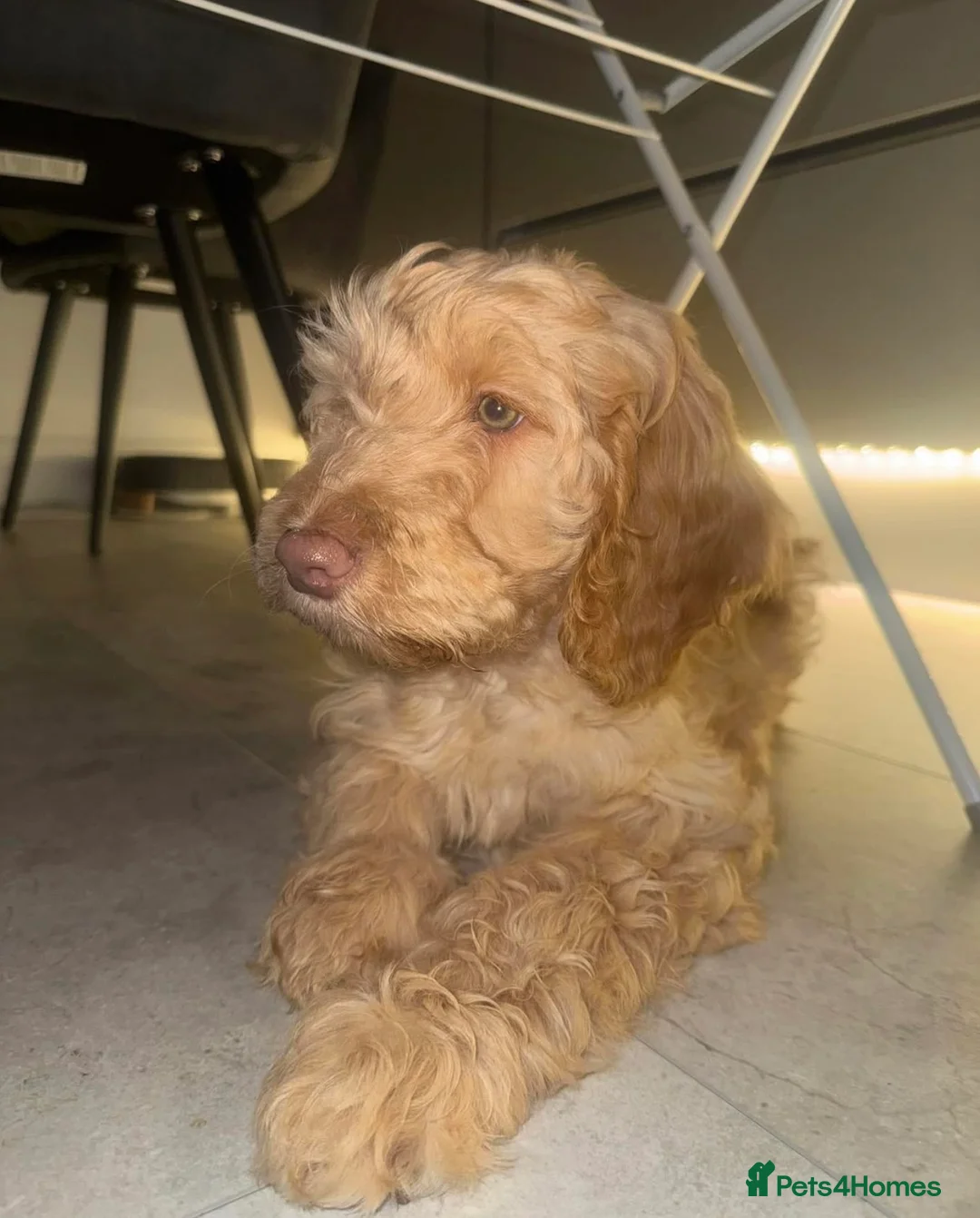Cockapoo dogs for sale: Beautiful apricot cockapoo girl  - Advert 2