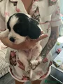 Cocker Spaniel Puppy 1