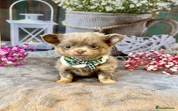 Chihuahua dogs for sale: 💜🤎 Exotic KC LC chihuahuas 🤎💜 - Image 5