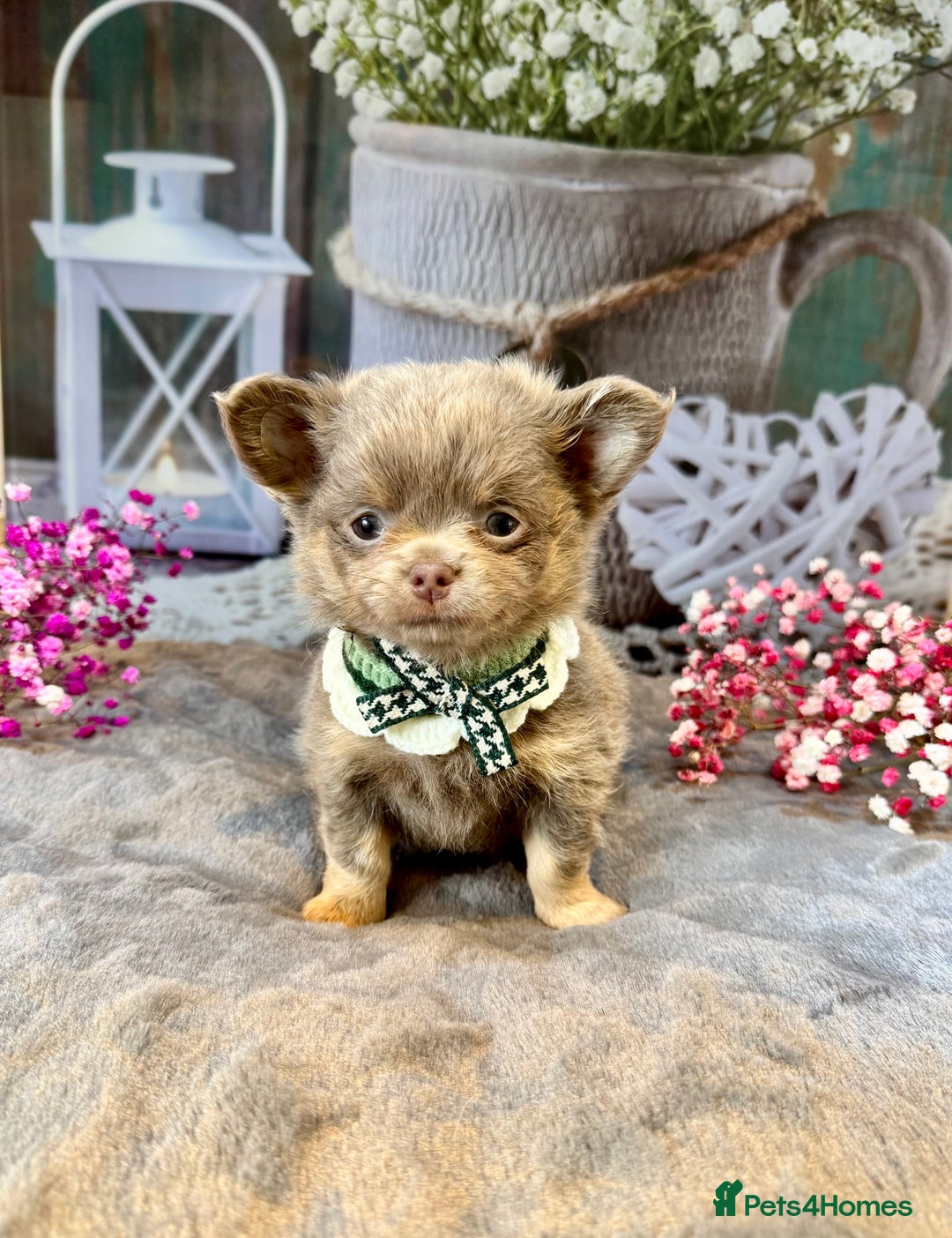Chihuahua dogs for sale: 💜🤎 Exotic KC LC chihuahuas 🤎💜 - Image 5