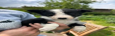 Border Collie Puppy 8