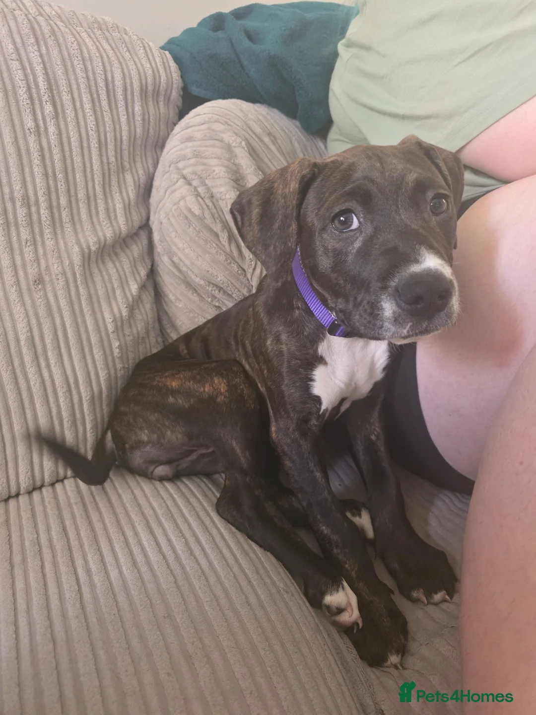 Mixed Breed dogs for sale: Staffy cross puppy  - Advert 1