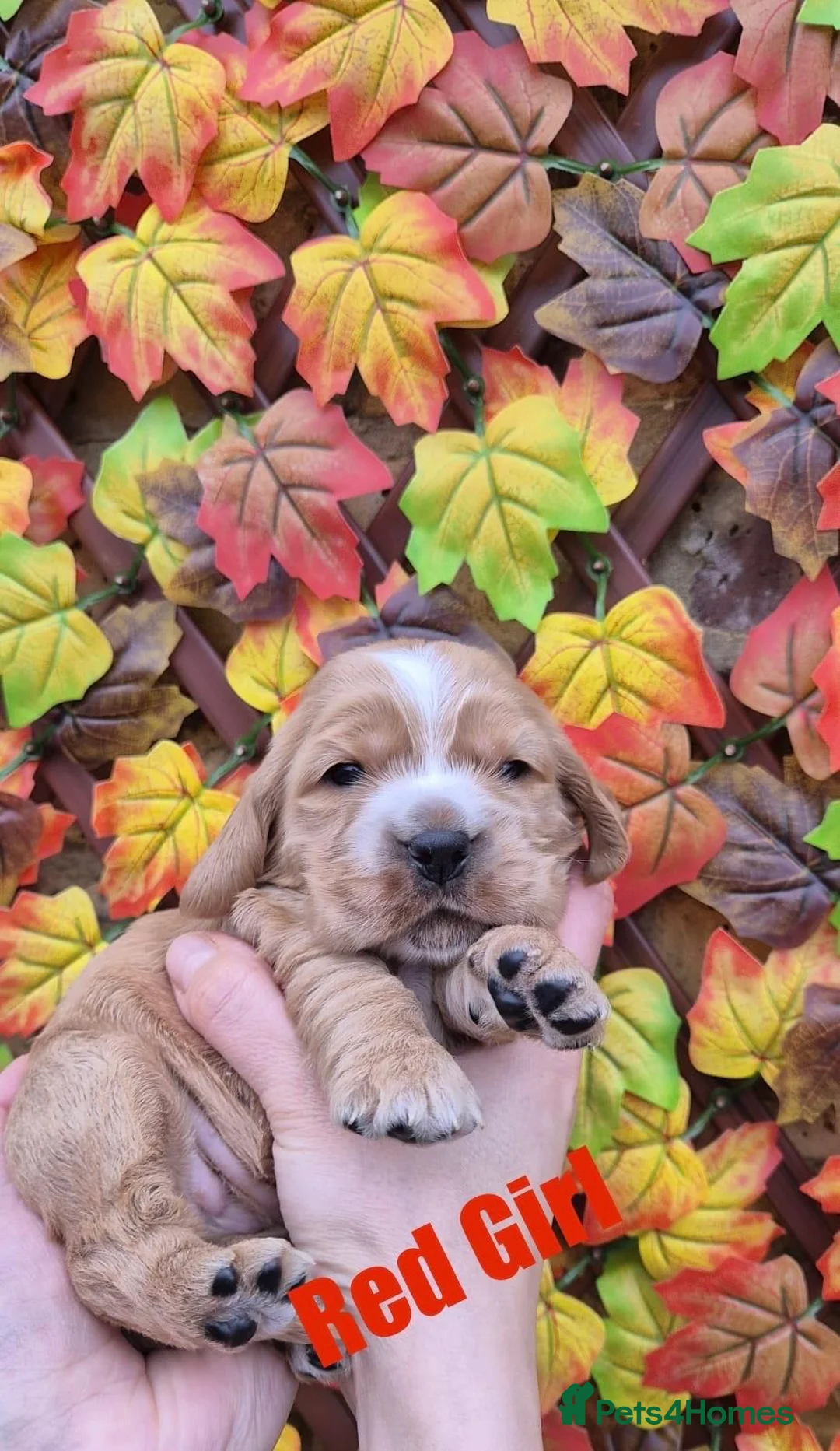 Cocker Spaniel dogs for sale: Superb golden show type cocker spaniel puppies  - Advert 9