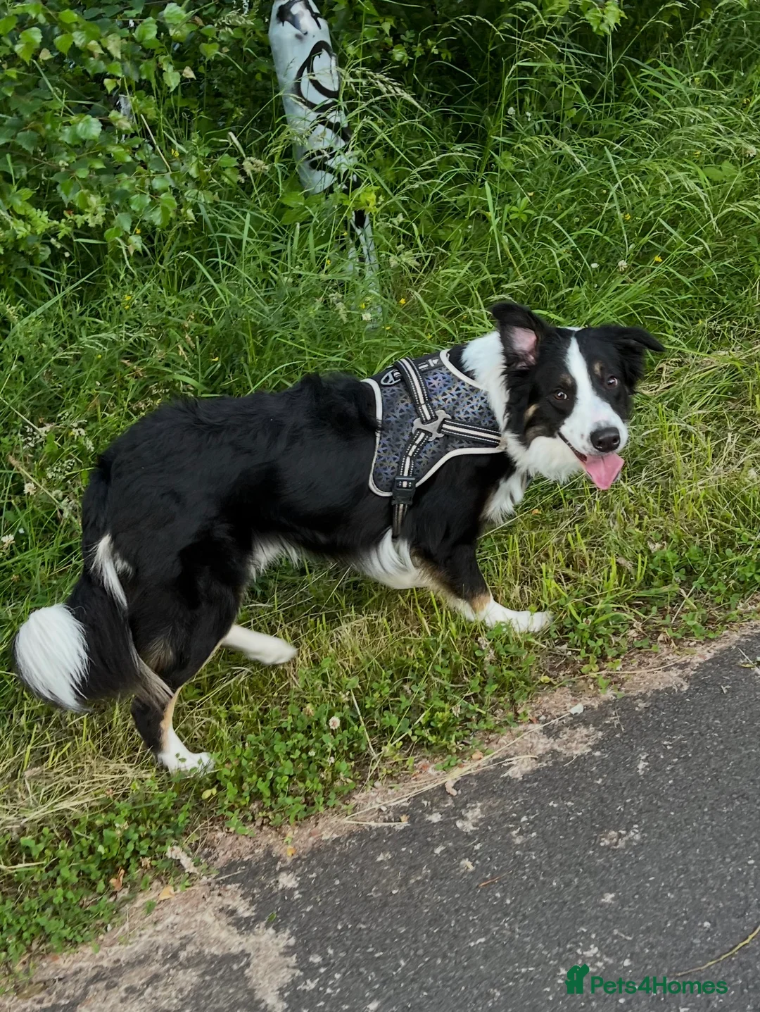 Border Collie dogs for stud: Large Tri color border collie STUD  in Deeside - Advert 9
