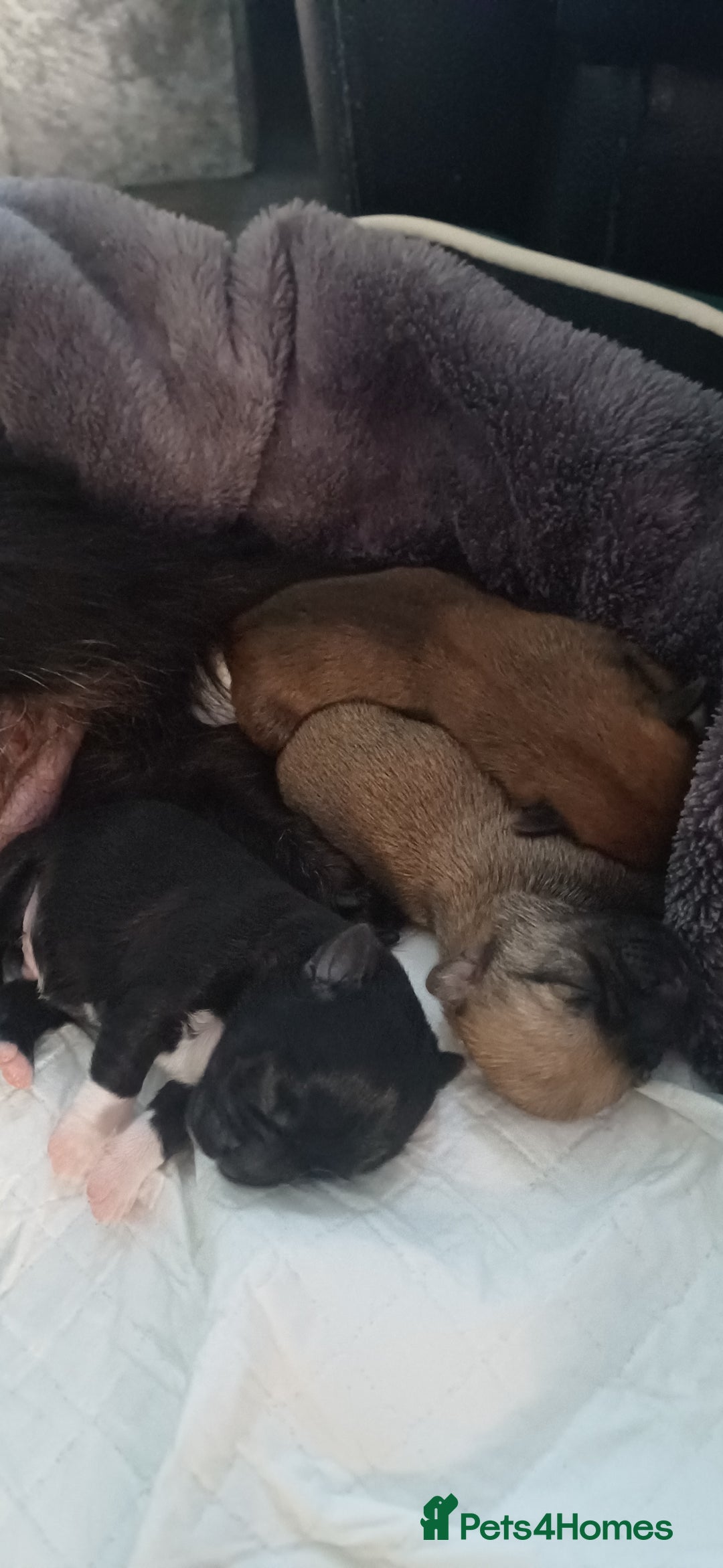 Shih Tzu dogs for sale: Beautiful colours Shihtzu puppies - Image 5