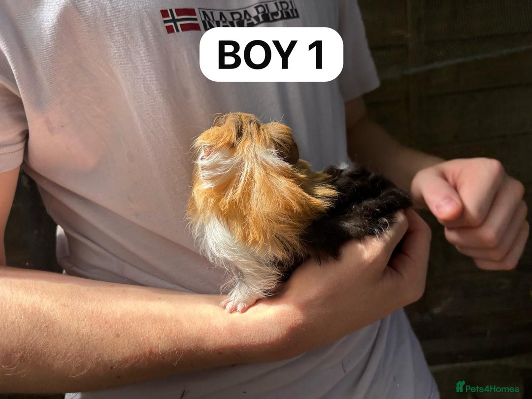 Guinea Pig rodents for sale: Take, Friendly, Beautiful Baby Guineas Ready Now - Image 5