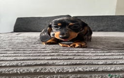 Miniature Dachshund dogs for sale: BEAUTIFUL MINIATURE DACHSHUND PUPPIES ! - Image 6