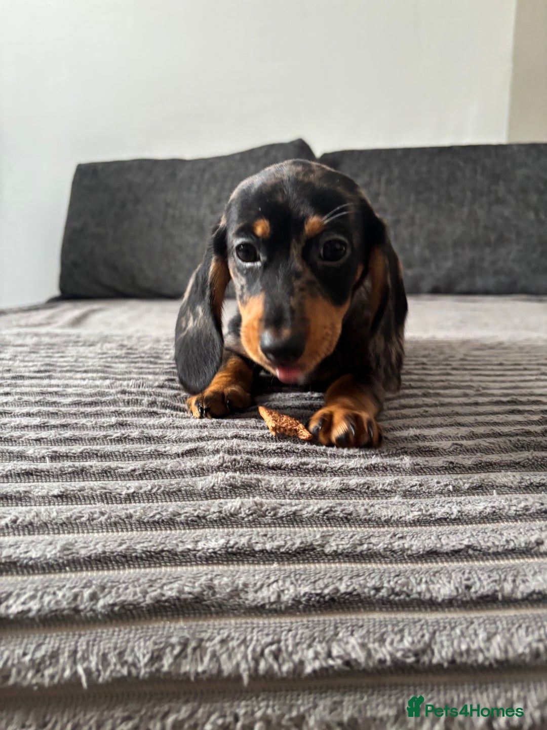 Miniature Dachshund dogs for sale: BEAUTIFUL MINIATURE DACHSHUND PUPPIES ! - Image 6