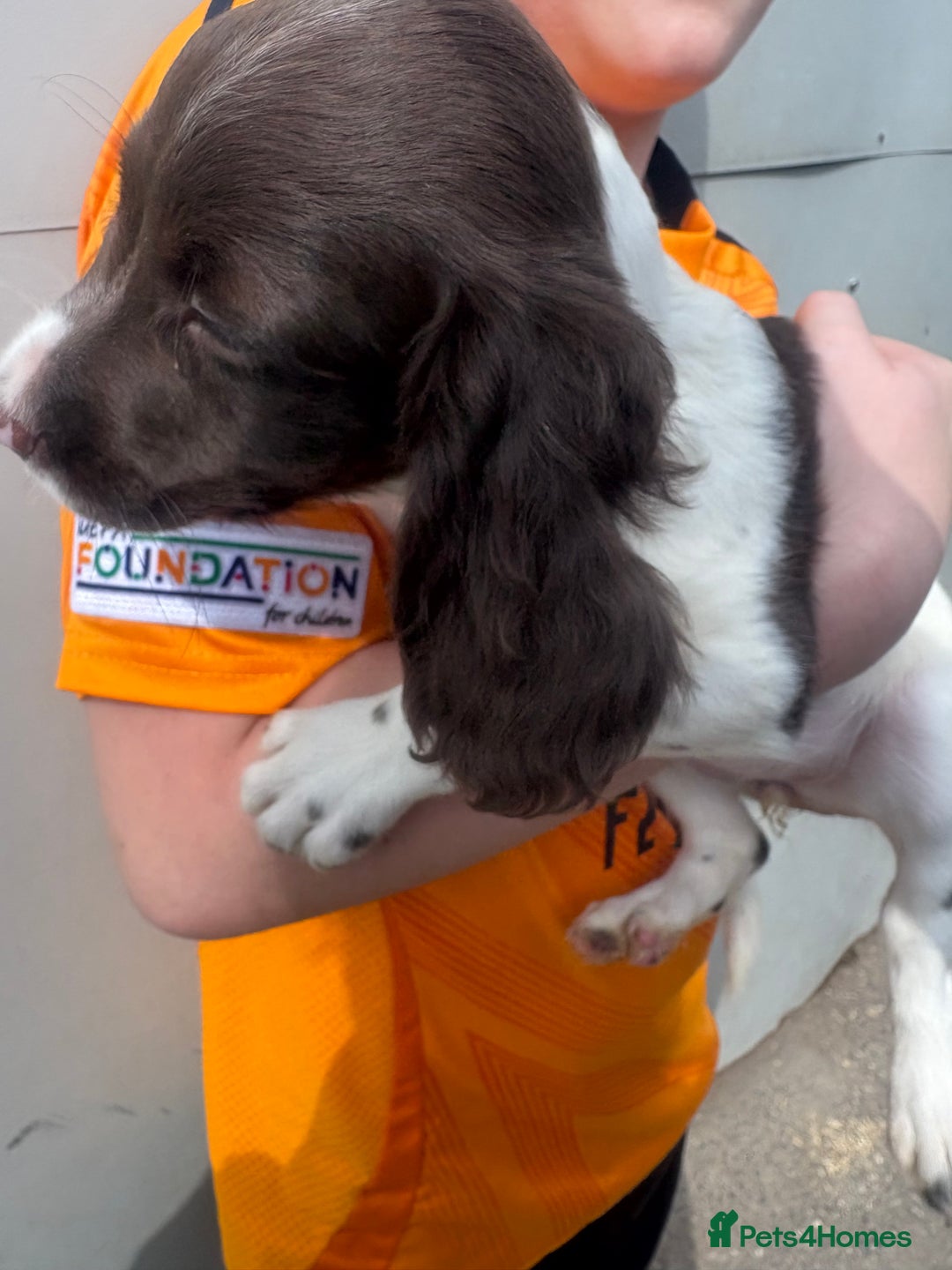English Springer Spaniel dogs for sale: Springer spaniel pups ready now  - Image 19