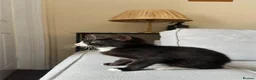 Mixed Breed cats for sale: Black Kittens looking 4 forever home in Enfield - Advert 5