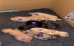 Sprocker dogs for sale: Beautiful Sprocker puppies - Image 2