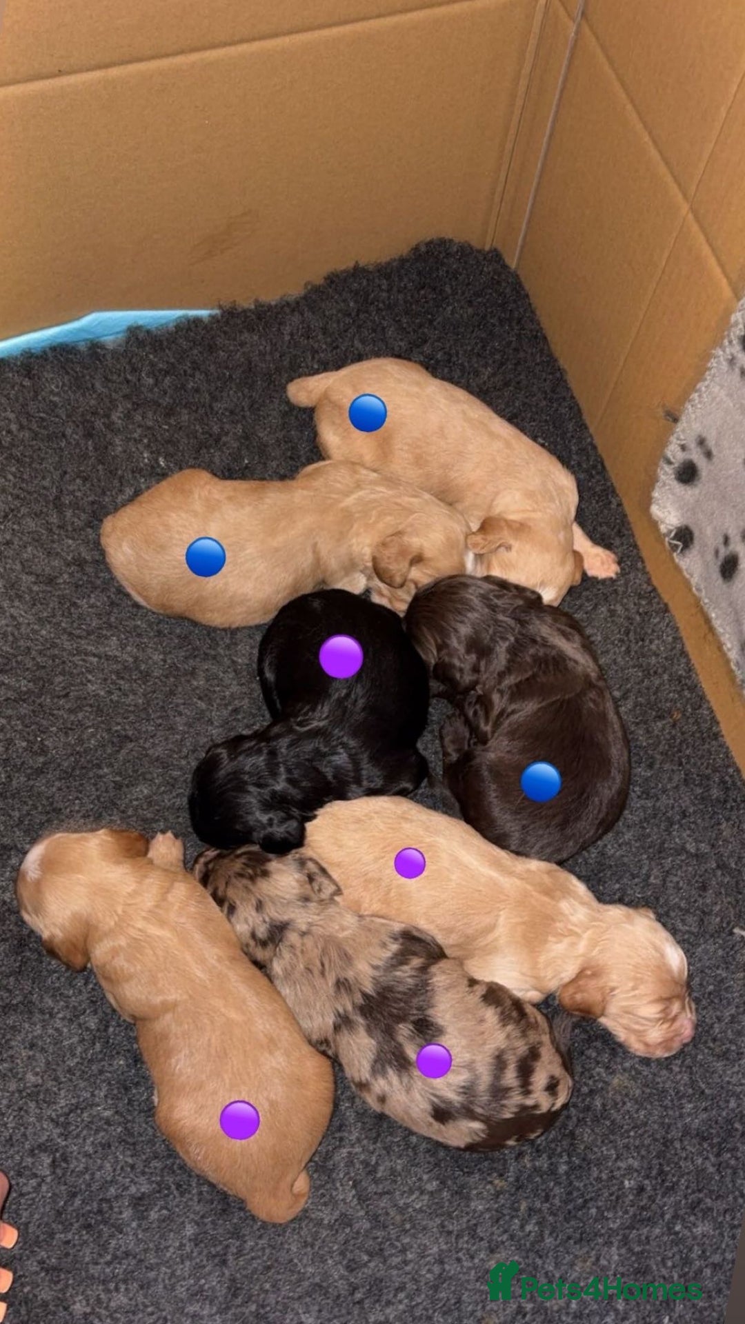 Sprocker dogs for sale: Beautiful Sprocker puppies - Image 2