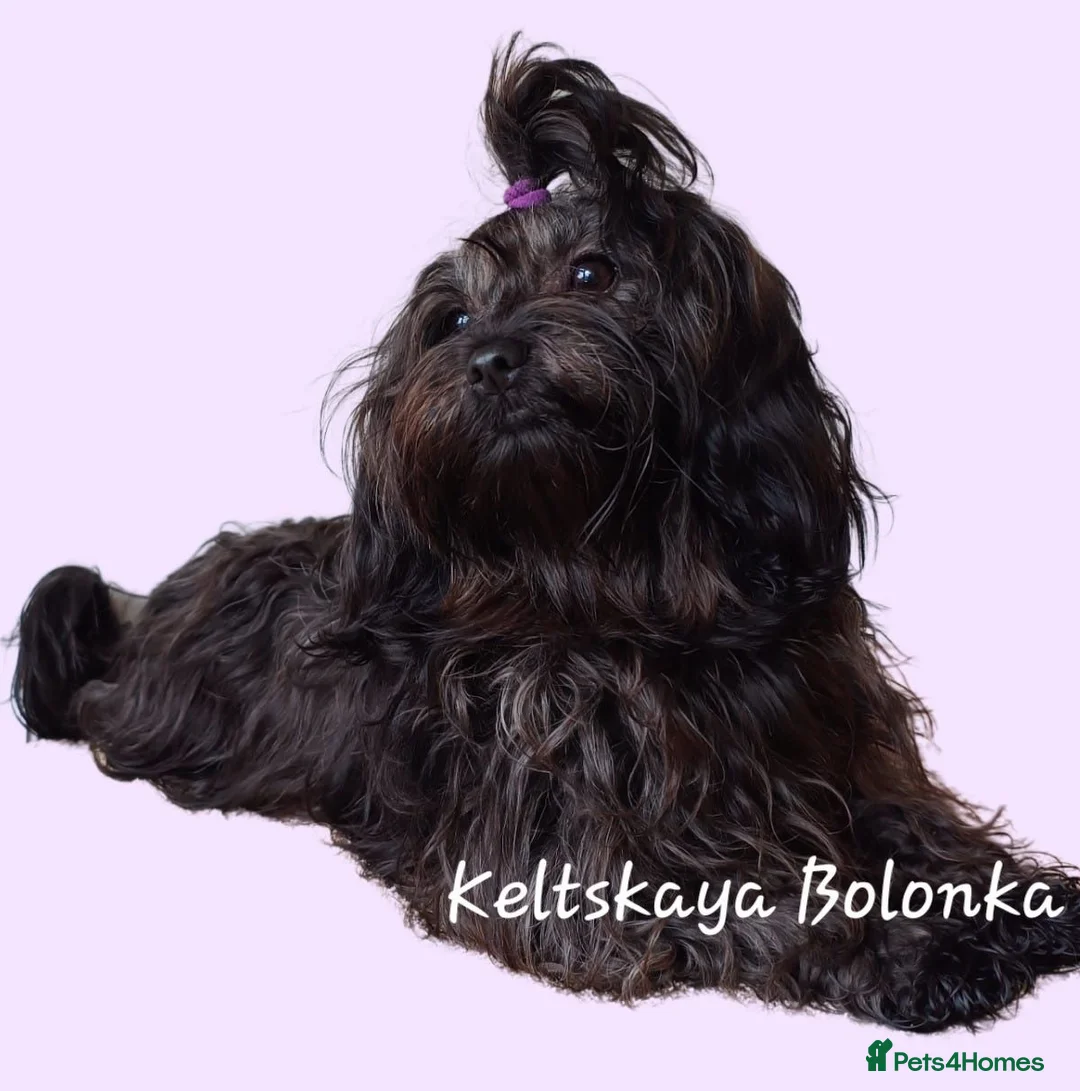 Bichon Frise dogs for sale: Pedigree Bolonka aka Coloured Bichon - Advert 2