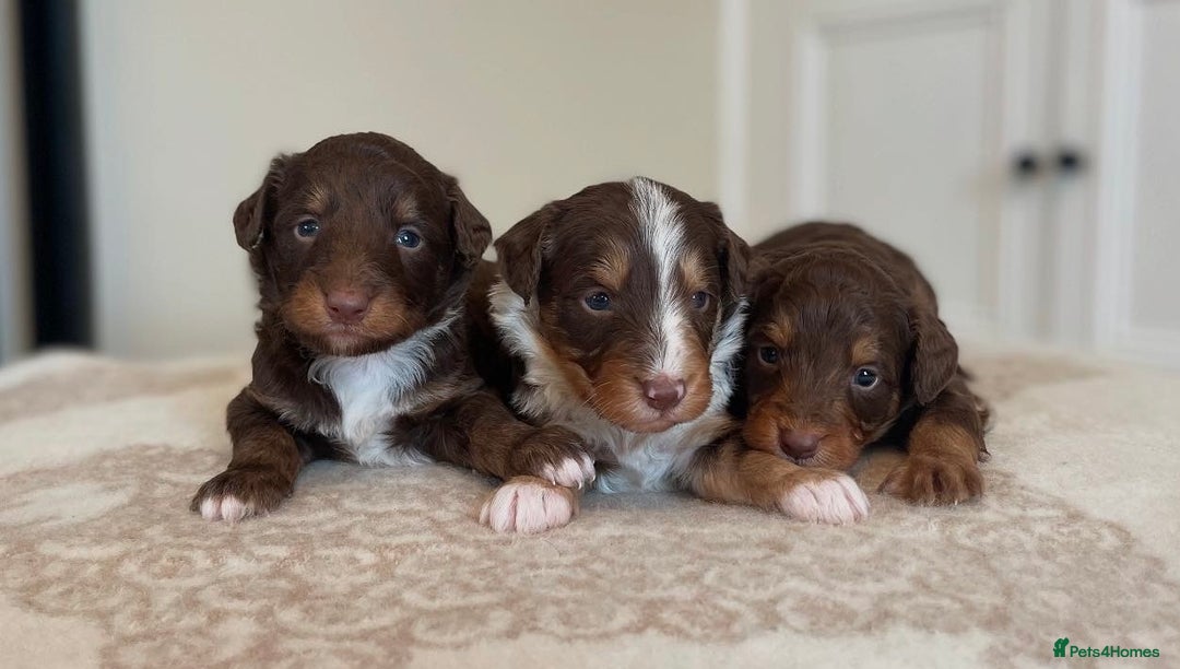 Bordoodle dogs for sale: OUTSTANDING *TRI COLOUR* MINIATURE BORDOODLES - Image 1