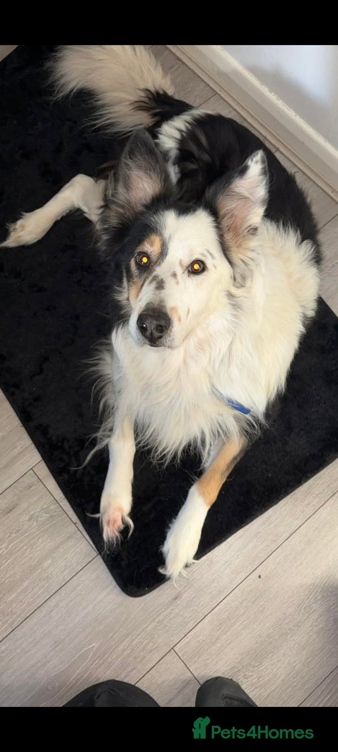 Border Collie dogs for adoption: Blue is. 13 year old collie  - Advert 1