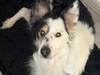 Border Collie dogs Blue is. 13 year old collie - Advert 1