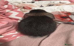 Mixed Breed rabbits for sale: Rabbit - Image 3