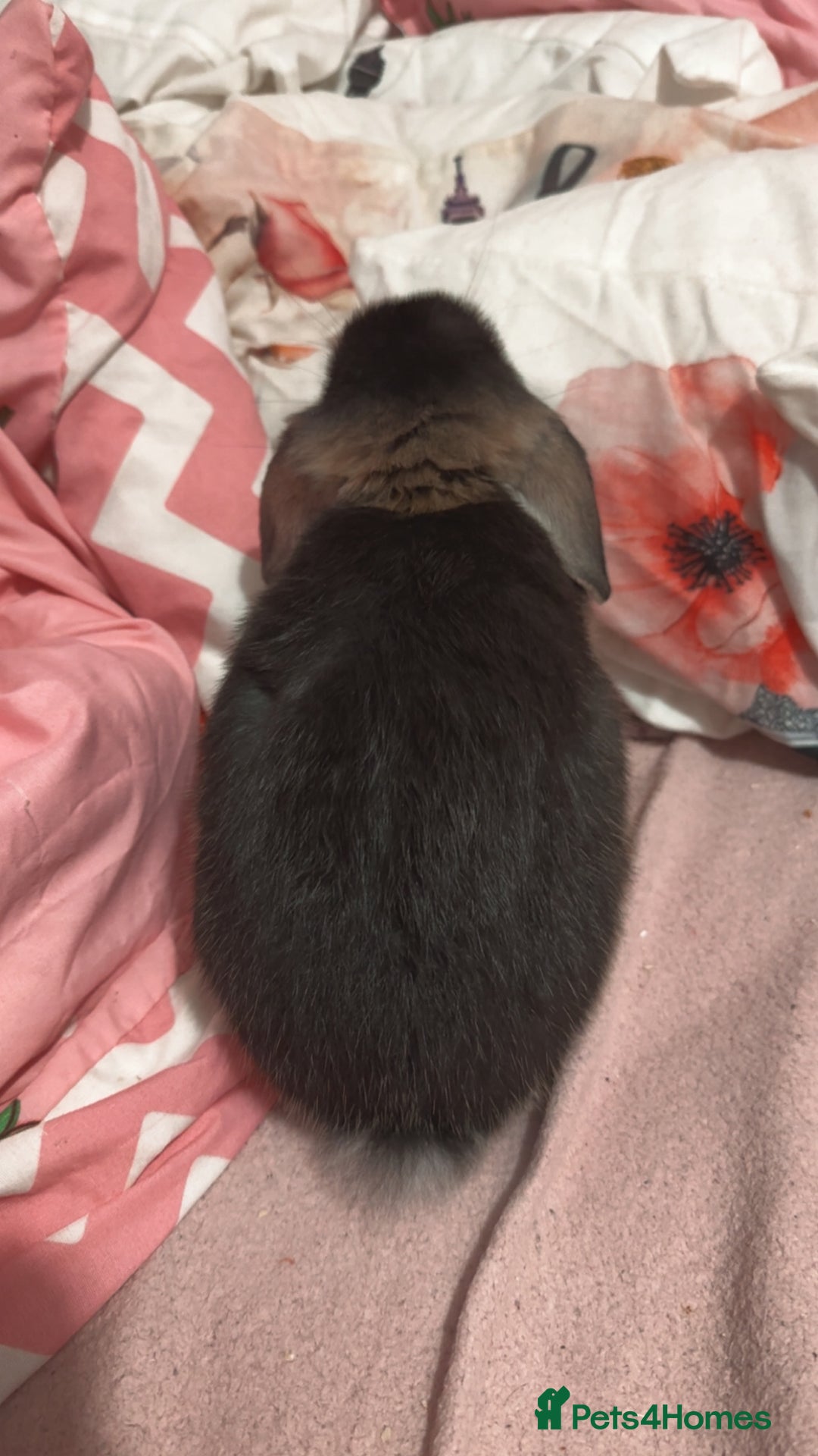 Mixed Breed rabbits for sale: Rabbit - Image 3