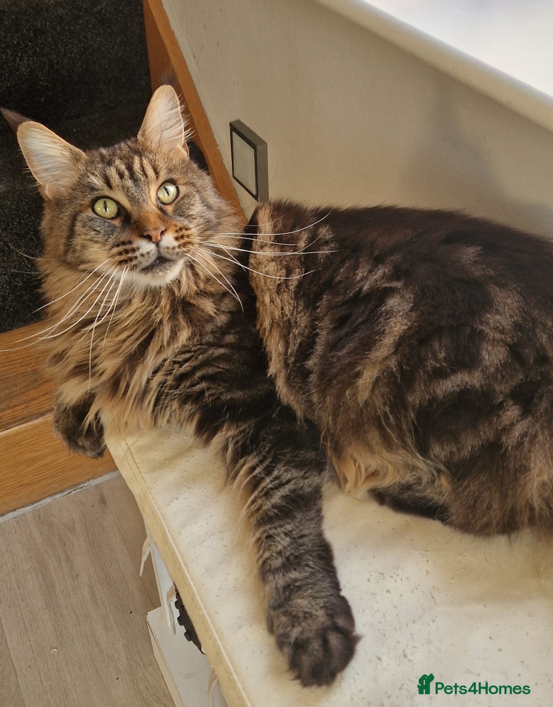 Maine Coon cats for sale: XL pedigree mainecoon female  - Advert 6