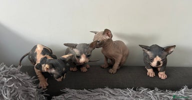 Sphynx cats - Advert 1