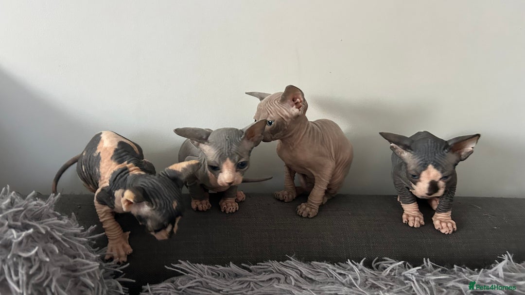 Sphynx cats for sale: Amazing colour Sphynx - Image 2
